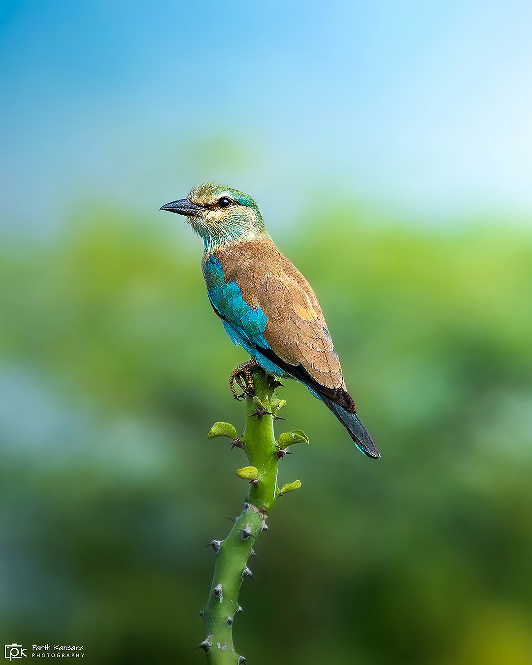 European Roller